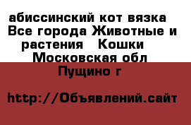 абиссинский кот вязка - Все города Животные и растения » Кошки   . Московская обл.,Пущино г.